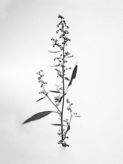 Amid the Flowers 24, 2021 by Teis Albers