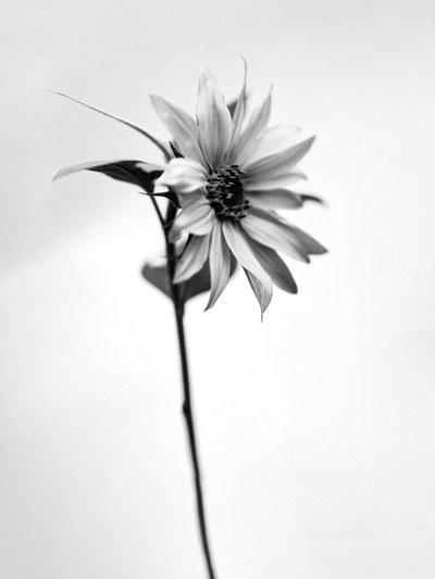 Amid the Flowers 25 by Teis Albers