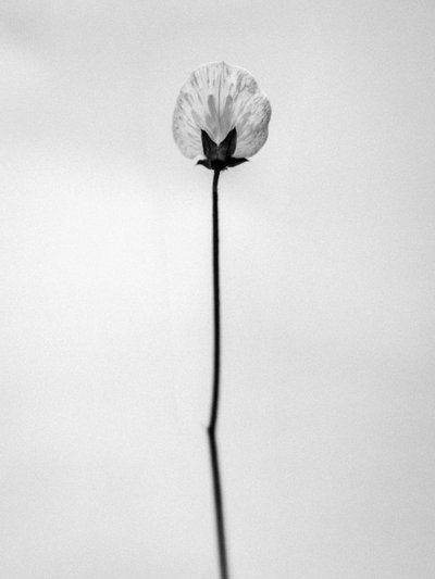 Amid the Flowers 26, 2021 by Teis Albers