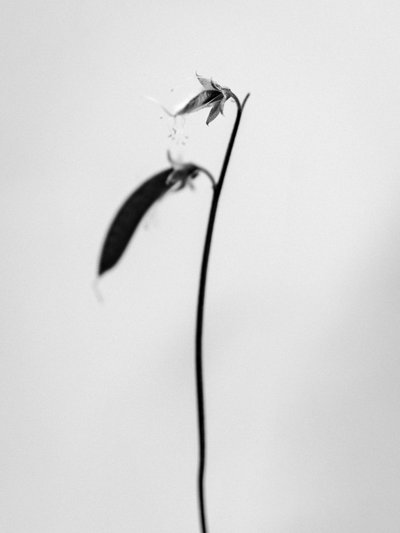 Amid the Flowers 27, 2021 by Teis Albers