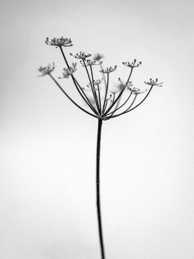 Amid the Flowers 29, 2021 by Teis Albers