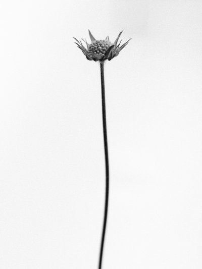 Amid the Flowers 33, 2021 by Teis Albers