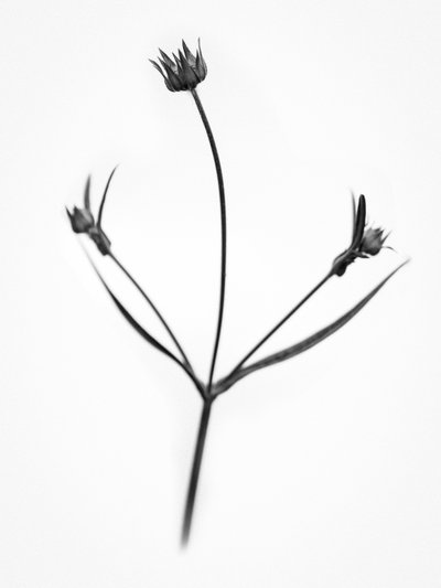 Amid the Flowers 34, 2021 by Teis Albers