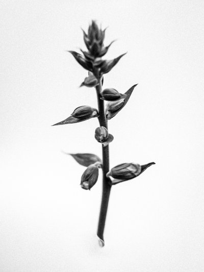 Amid the Flowers 35 by Teis Albers