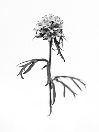 Amid the Flowers 36, 2021 by Teis Albers