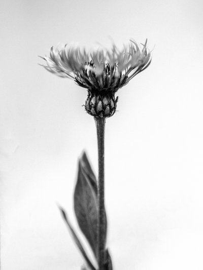 Amid the Flowers 38 by Teis Albers