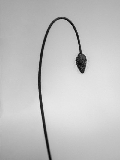 Amid the Flowers 39 by Teis Albers
