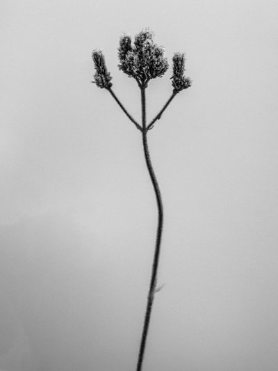 Amid the Flowers 3 by Teis Albers