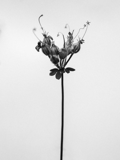 Amid the Flowers 42 by Teis Albers