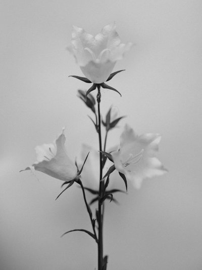 Amid the Flowers 43, 2021 by Teis Albers