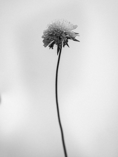 Amid the Flowers 44, 2021 by Teis Albers