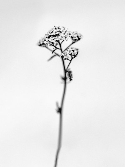 Amid the Flowers 47 by Teis Albers