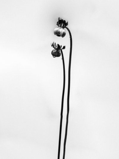Amid the Flowers 49, 2021 by Teis Albers