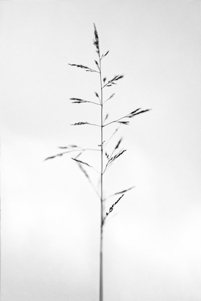 Amid the Flowers 51 by Teis Albers