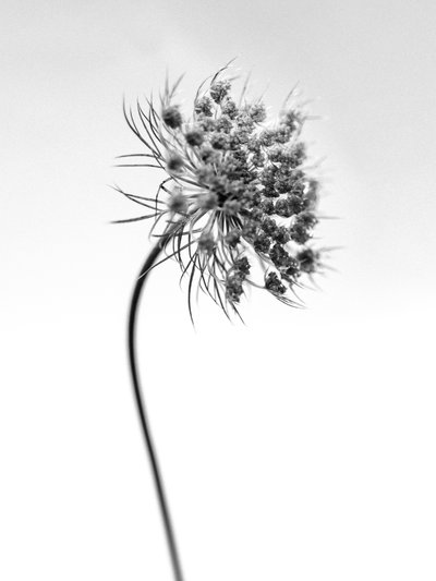 Amid the Flowers 52, 2021 by Teis Albers