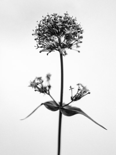 Amid the Flowers 53, 2021 by Teis Albers