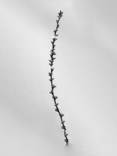Amid the Flowers 54, 2021 by Teis Albers