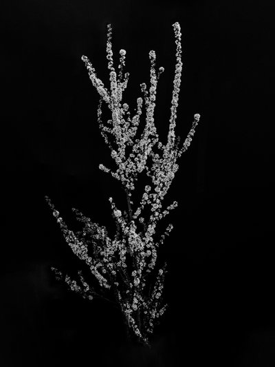 Amid the Flowers 56 by Teis Albers