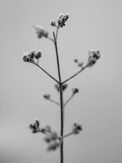 Amid the Flowers 5 by Teis Albers