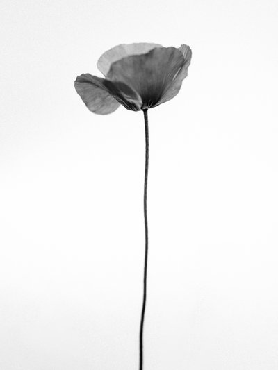 Amid the Flowers 68, 2021 by Teis Albers