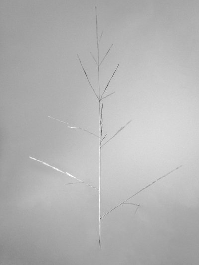 Amid the Flowers 69 by Teis Albers