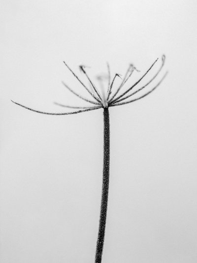 Amid the Flowers 6, 2021 by Teis Albers