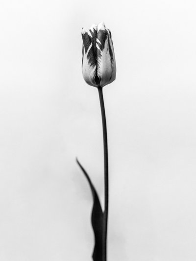 Amid the Flowers 70 by Teis Albers