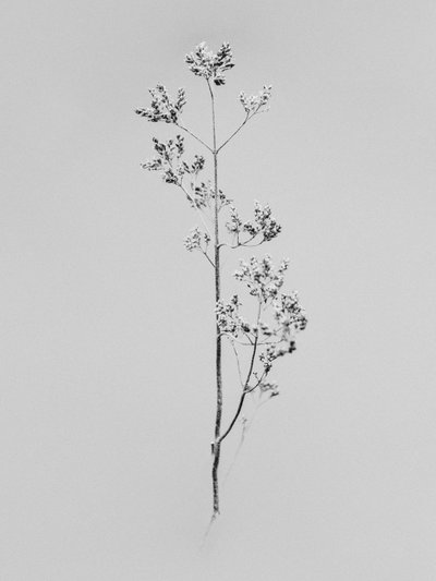 Amid the Flowers 76 by Teis Albers
