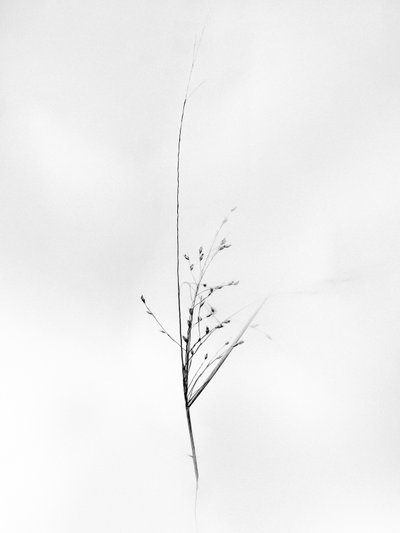 Amid the Flowers 79, 2021 by Teis Albers