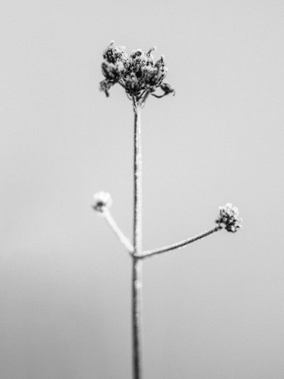 Amid the Flowers 7 by Teis Albers