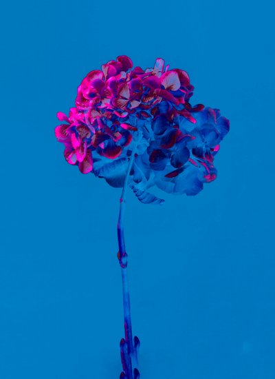 Hydrangea 2 by Teis Albers