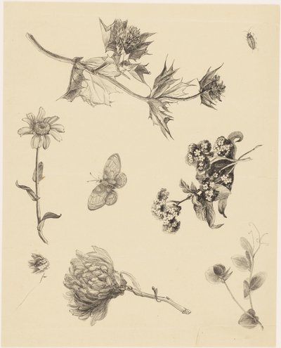 Flowers and Leaves by Theo van Hoytema