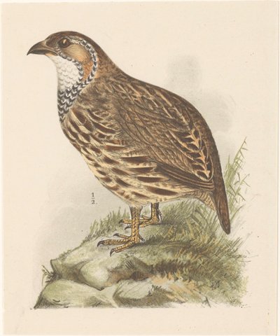Partridge (Francolinus Jugularis) by Theo van Hoytema