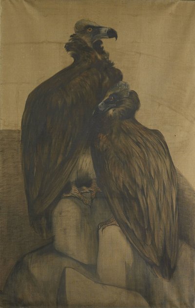 Two Arabian Vultures by Theo van Hoytema