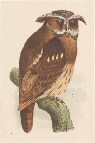 Owl on a Branch (Bubo Lettii) by Theo van Hoytema