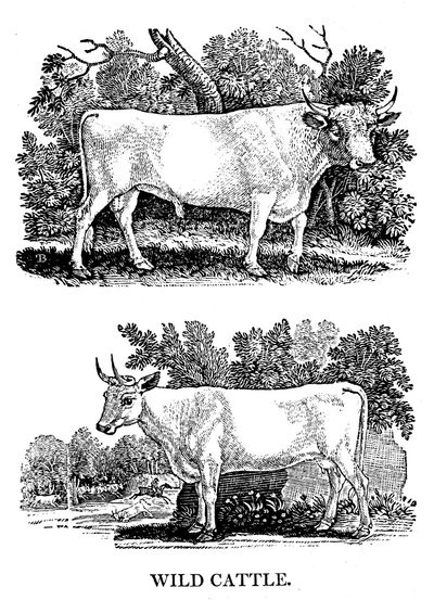 British Wild or Park Cattle, 1790 by Thomas Bewick