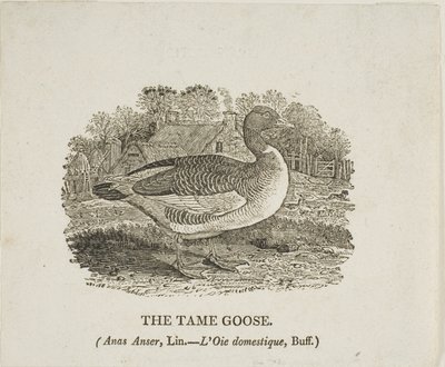 Tame Goose by Thomas Bewick