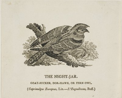 The Night-Jar by Thomas Bewick