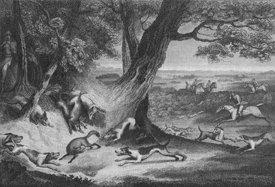 Death of the Fox by Thomas Cook