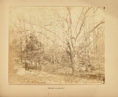 Woods in Winter by Thomas E. Jevons