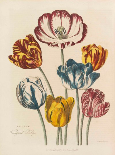 The Universal Herbal by Thomas Green