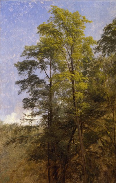 Tree Study, Catskill Clove, N.Y. by Thomas Hiram Hotchkiss
