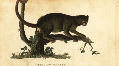 Kinkajou, Potos flavus, 1800 by Thomas Pennant