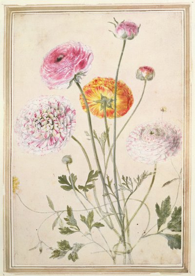 Flower Study by Thomas Robins