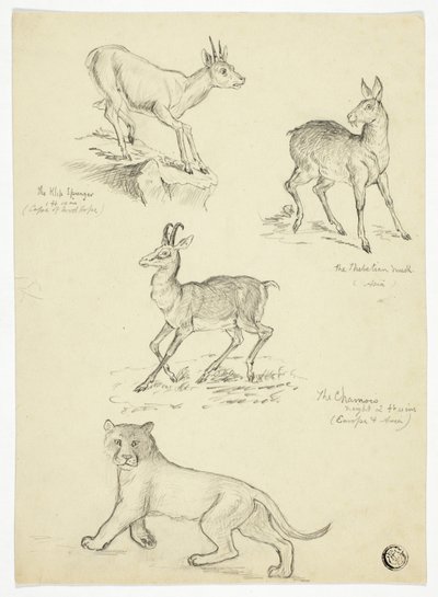 Chamois, Musk, Klipbok and Lion by Thomas Uwins