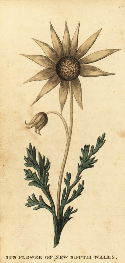 Flannel Flower, Actinotus helianthi (engraving) by Thomas Watling
