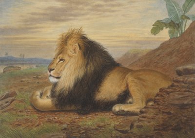 A Lion by Thomas William Wood