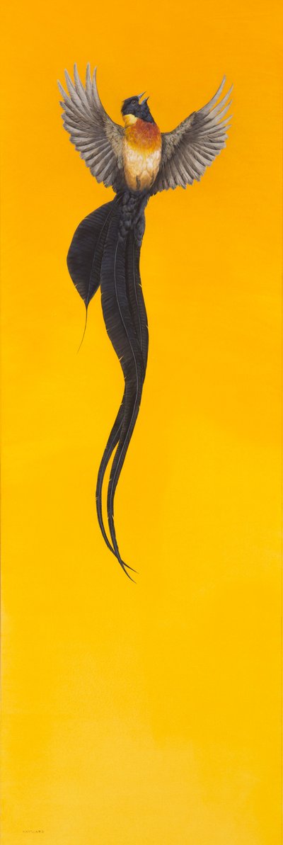 Soar; Yellow by Tim Hayward