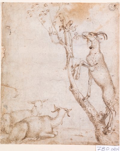 Goats in Pasture by Titian (c.1488 1576)