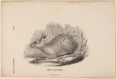 Marsh Hare by Titian Ramsay Peale